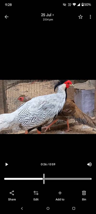 Silver Breeder Pair Available for Sale