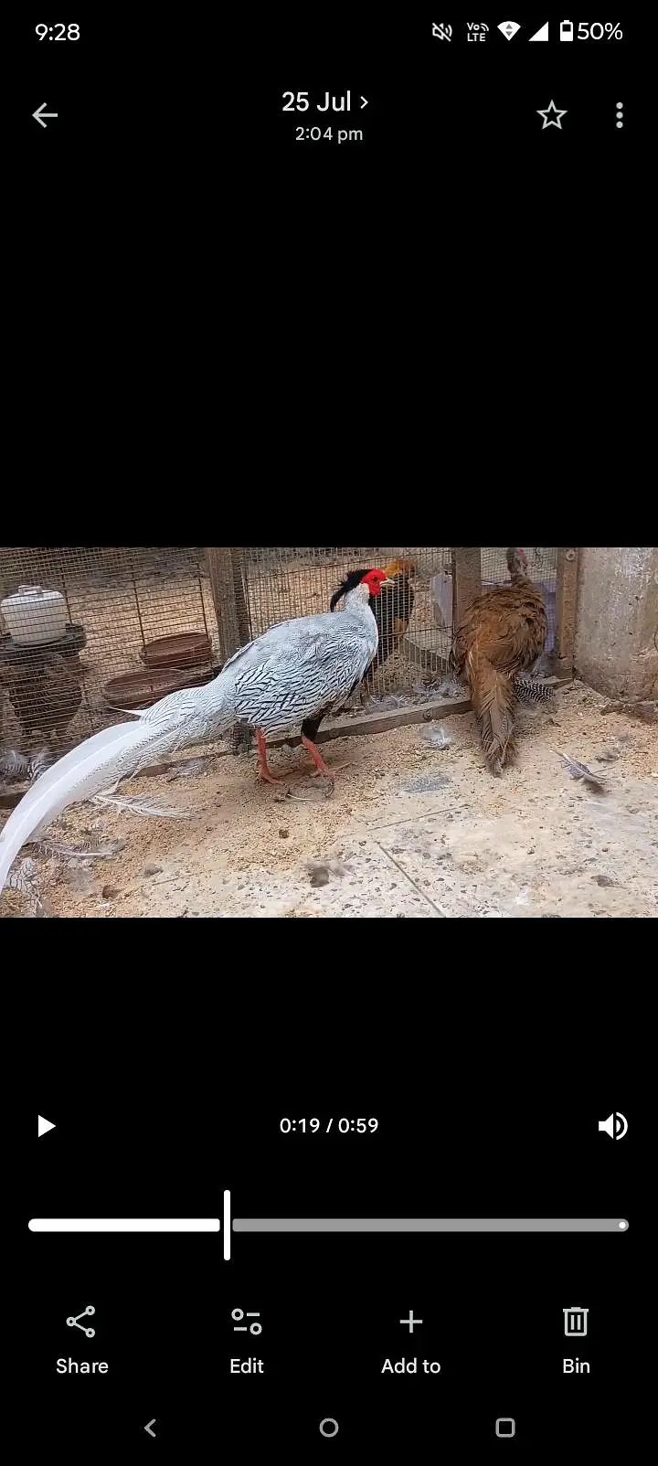 Silver Breeder Pair Available for Sale — photo 2