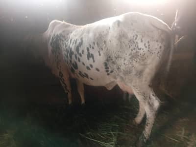 cholistani cow sath wachi