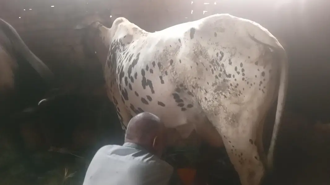 cholistani cow sath wachi — photo 2
