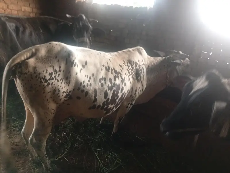 cholistani cow sath wachi — photo 3
