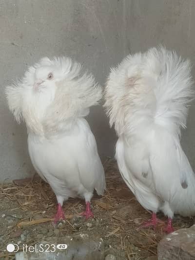 Nakab posh Pure white