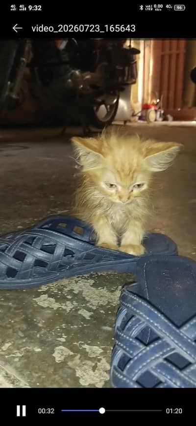 kittens for sale