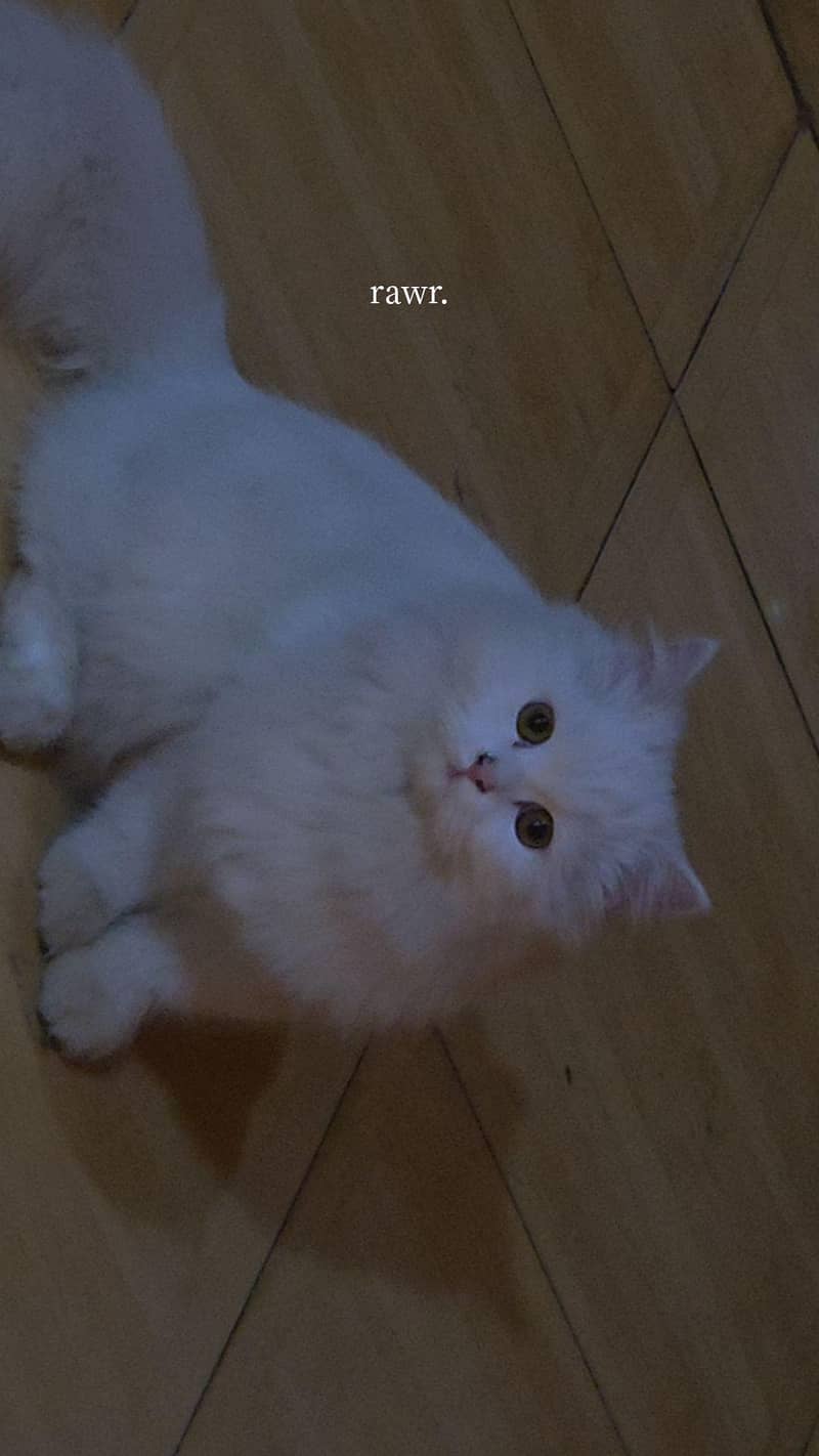 cat persion 0