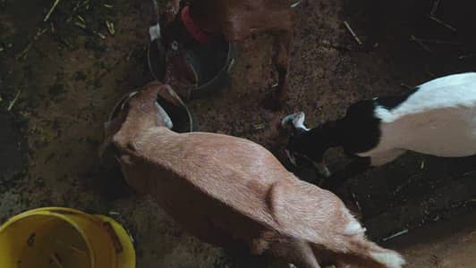 Teddy tapra bakri