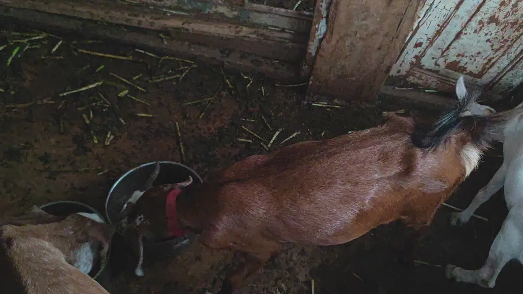 Teddy tapra bakri — photo 2