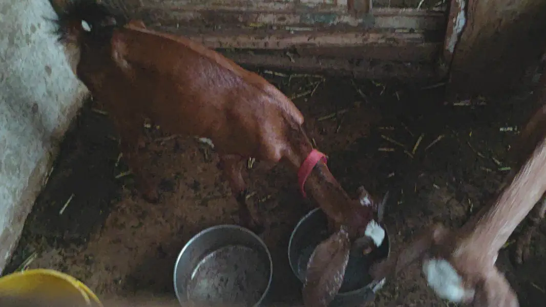 Teddy tapra bakri — photo 3