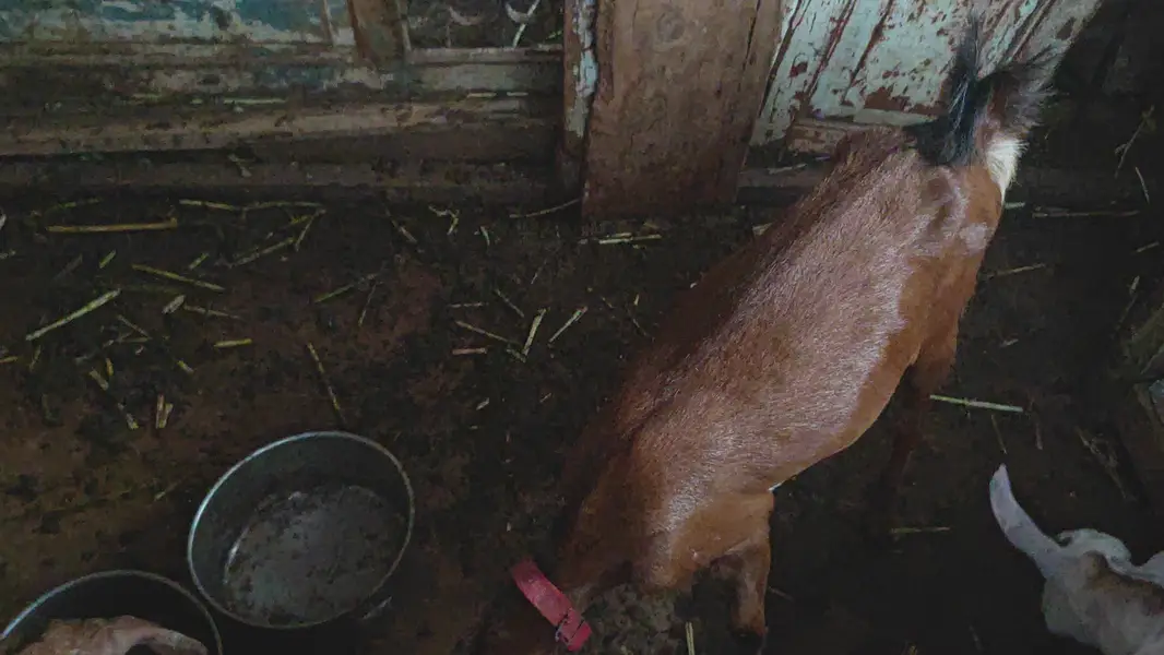 Teddy tapra bakri — photo 4