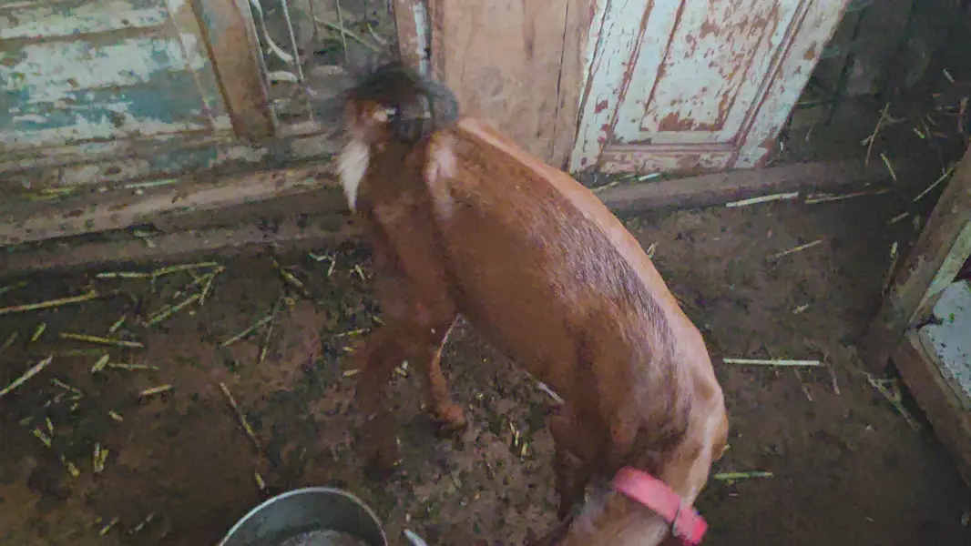 Teddy tapra bakri — photo 5