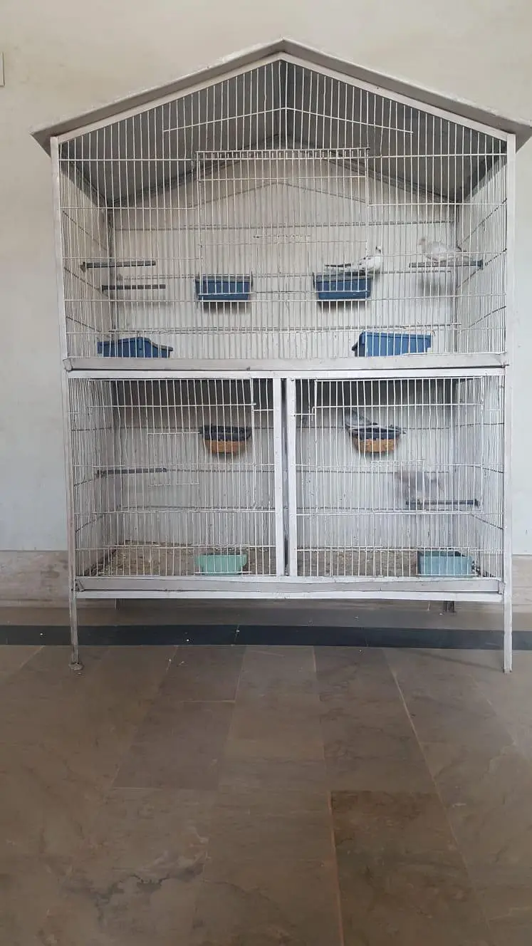 cage for birds