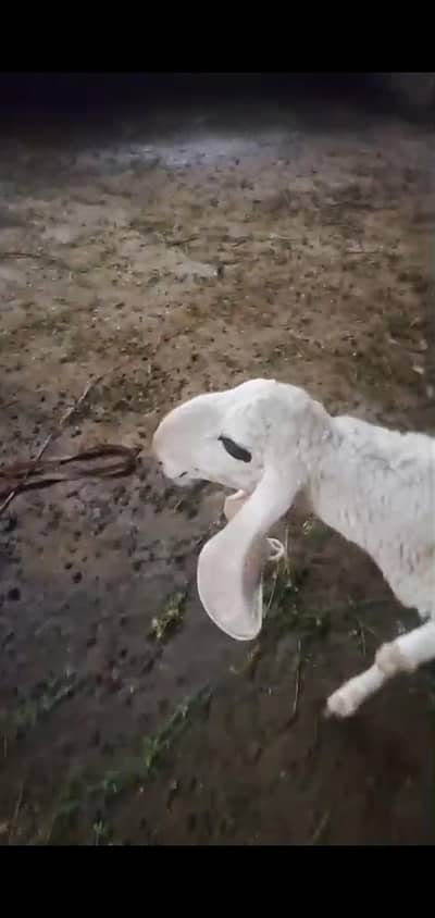 sheep female for sale very good qulity with child 2.5 month