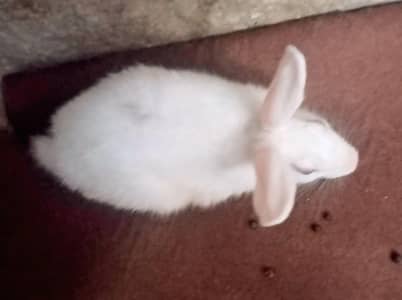 New Zealand White Male Rabbit – Healthy & Active