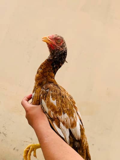 Pure aseel tall breed