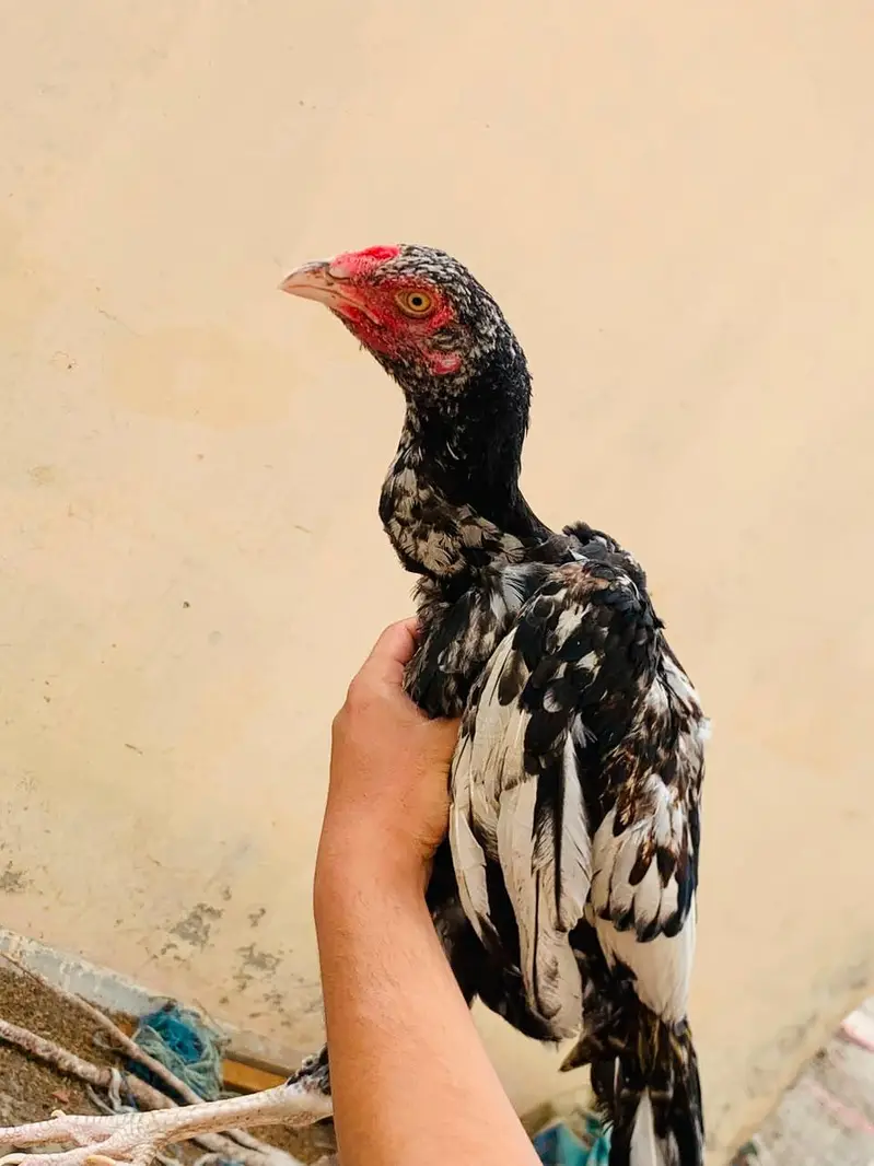Pure aseel tall breed — photo 4