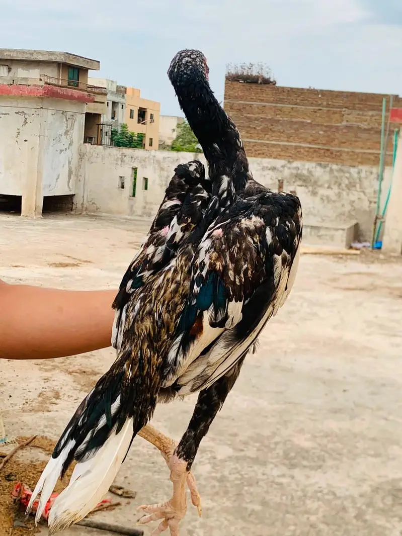 Pure aseel tall breed — photo 5