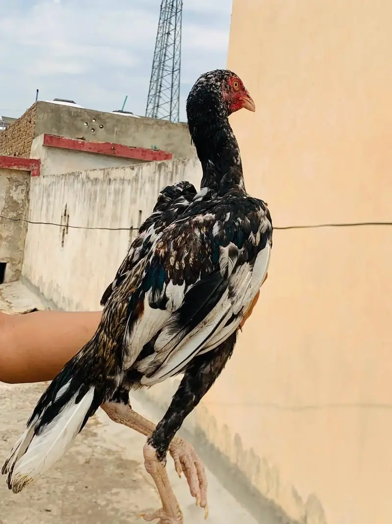 Pure aseel tall breed — photo 6