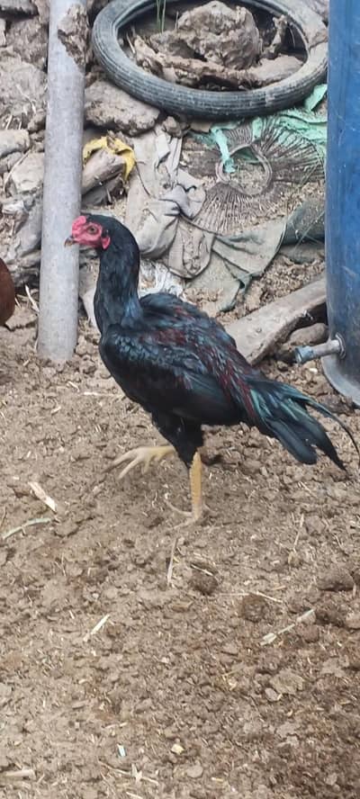 pure aseel lasani murga for sale