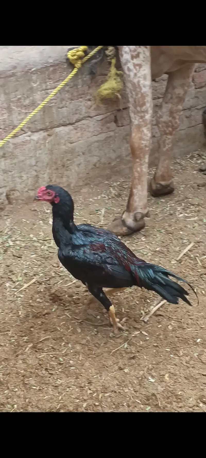 pure aseel lasani murga for sale — photo 2