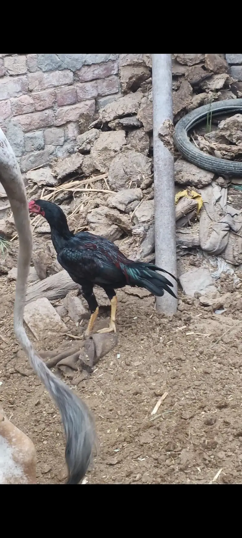 pure aseel lasani murga for sale — photo 3