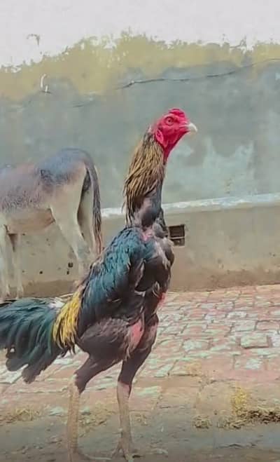 aseel murga for sale location Gujarat