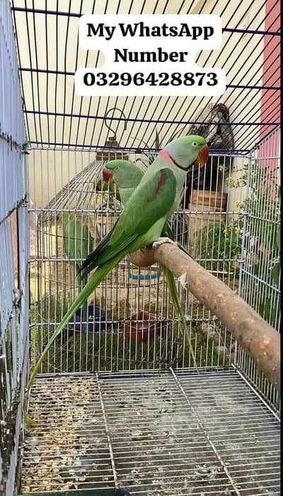 Kashmir Raw Paroot 8month age for sale