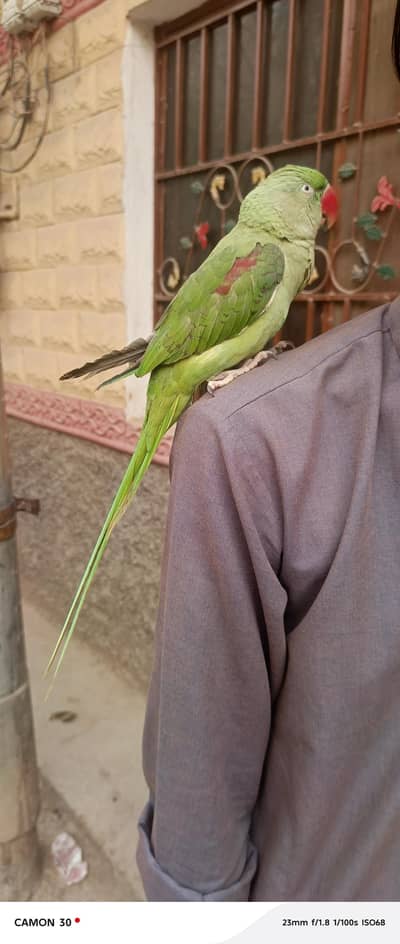 khasmiri Raw parrot