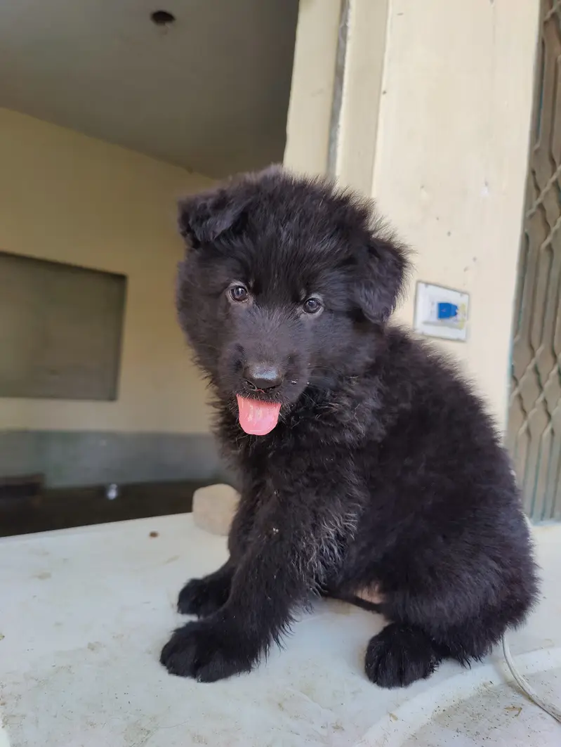 Gsd puppies
