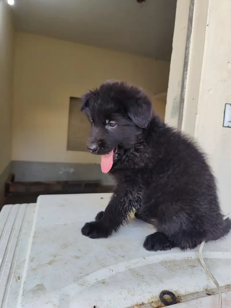 Gsd puppies — photo 2