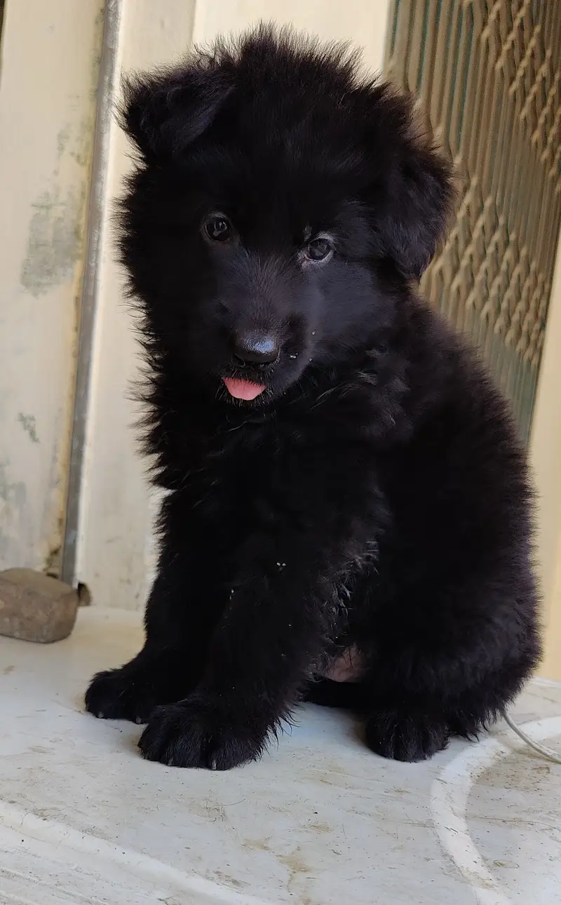 Gsd puppies — photo 3