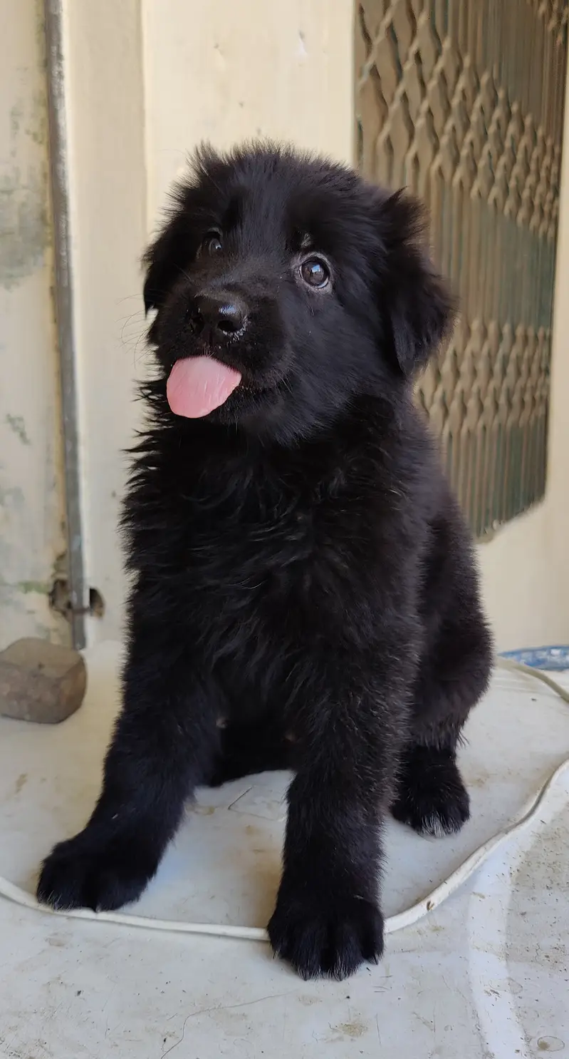 Gsd puppies — photo 4
