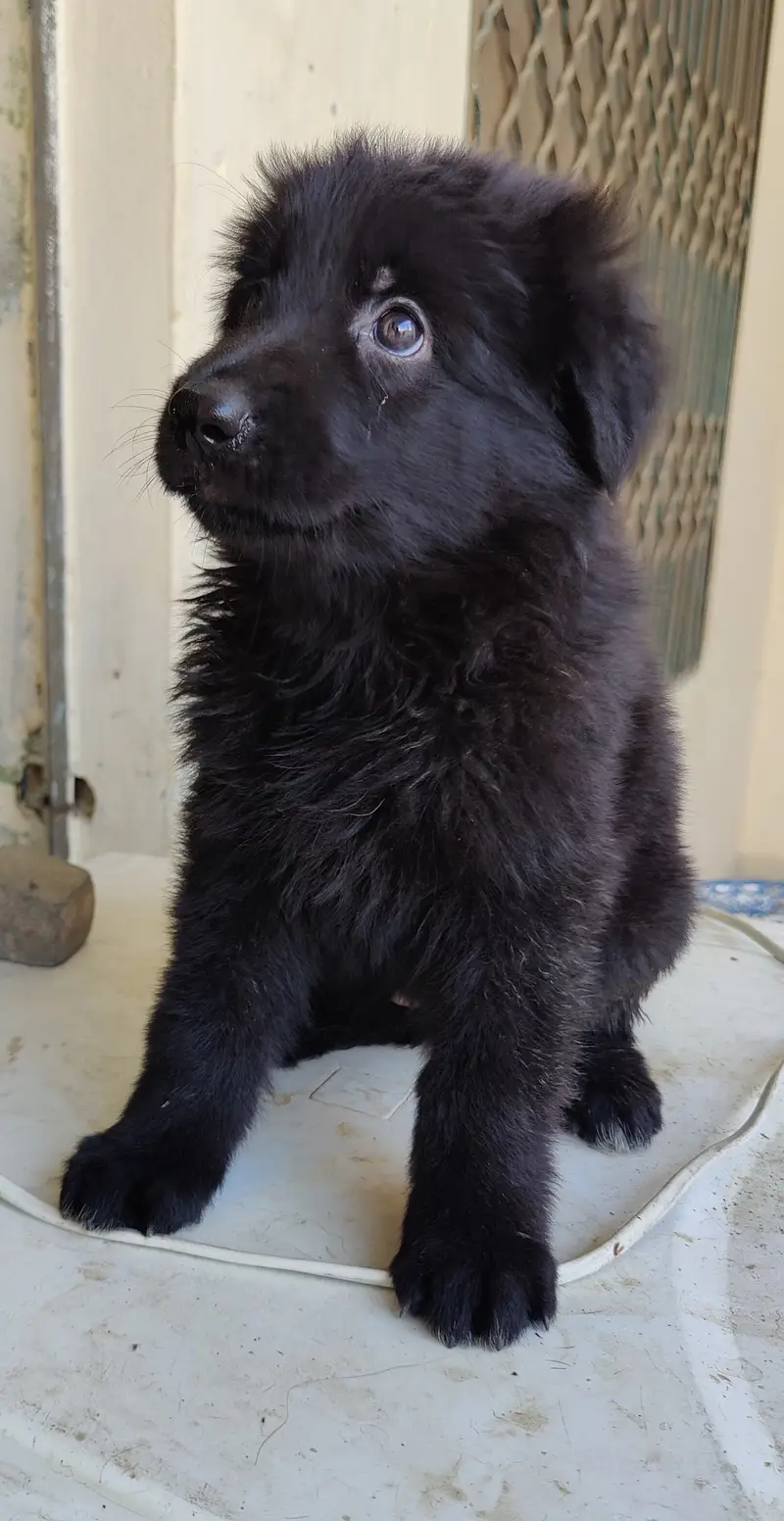 Gsd puppies — photo 5