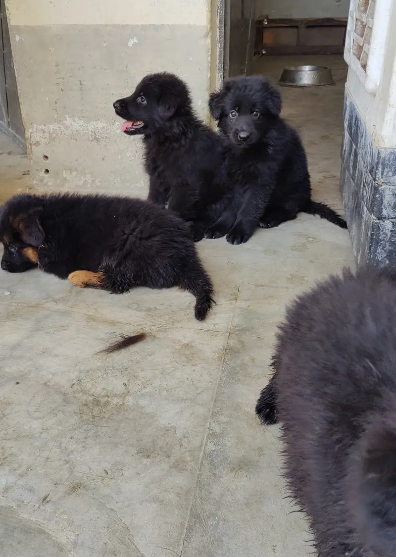Gsd puppies — photo 6