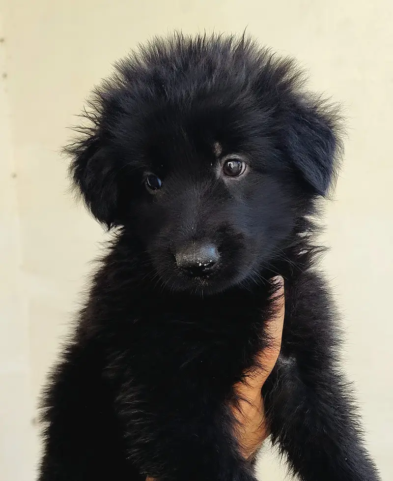 Gsd puppies — photo 7