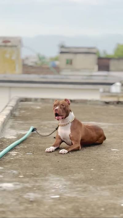Pitbull female near to heat wtsp 03185686121