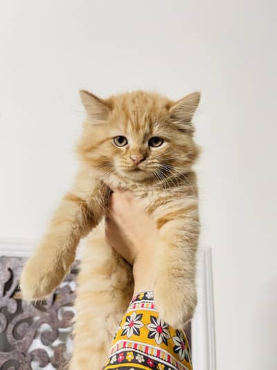 2 months old persian kittens