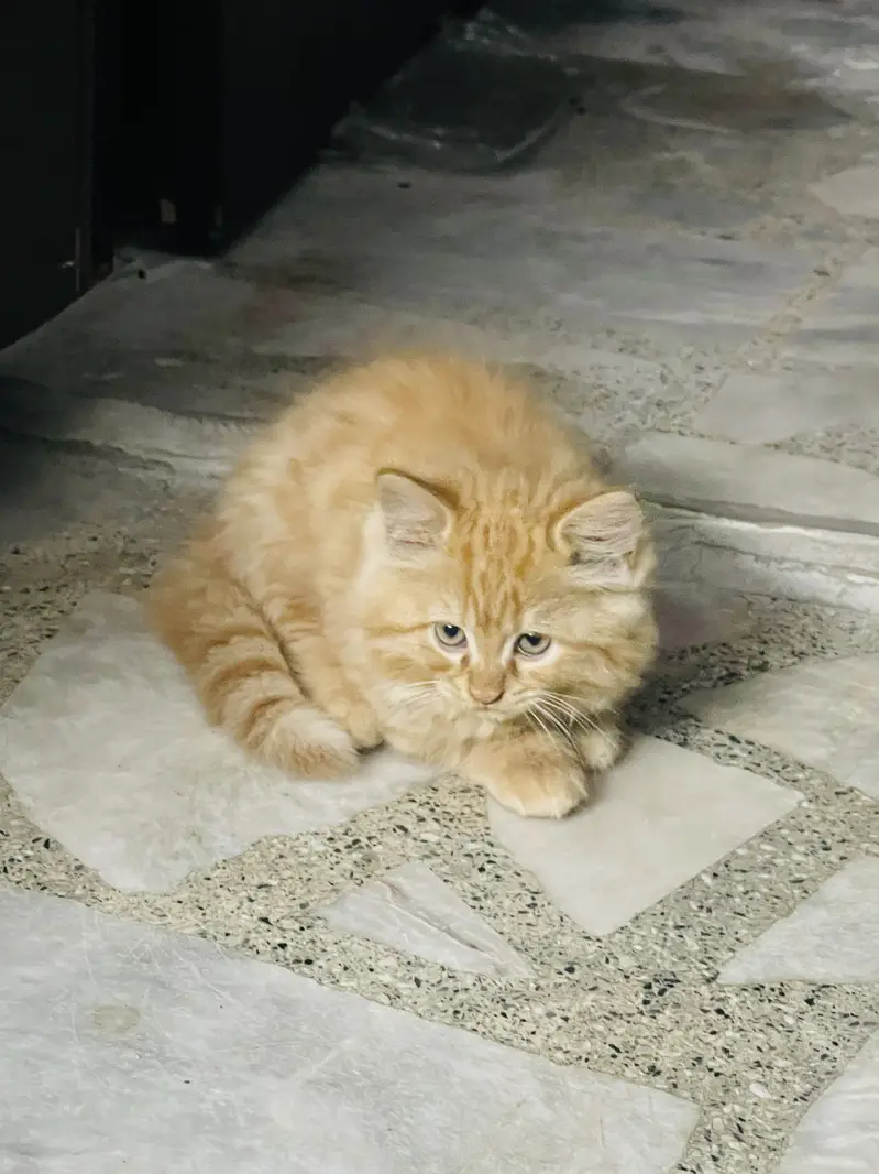 2 months old persian kittens — photo 2