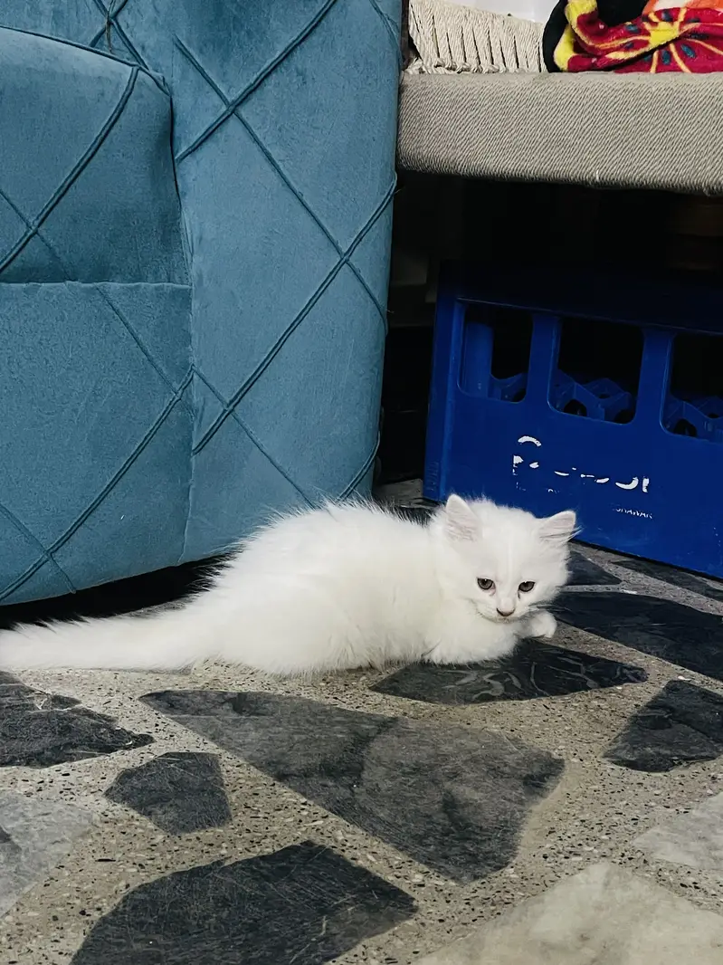 2 months old persian kittens — photo 3