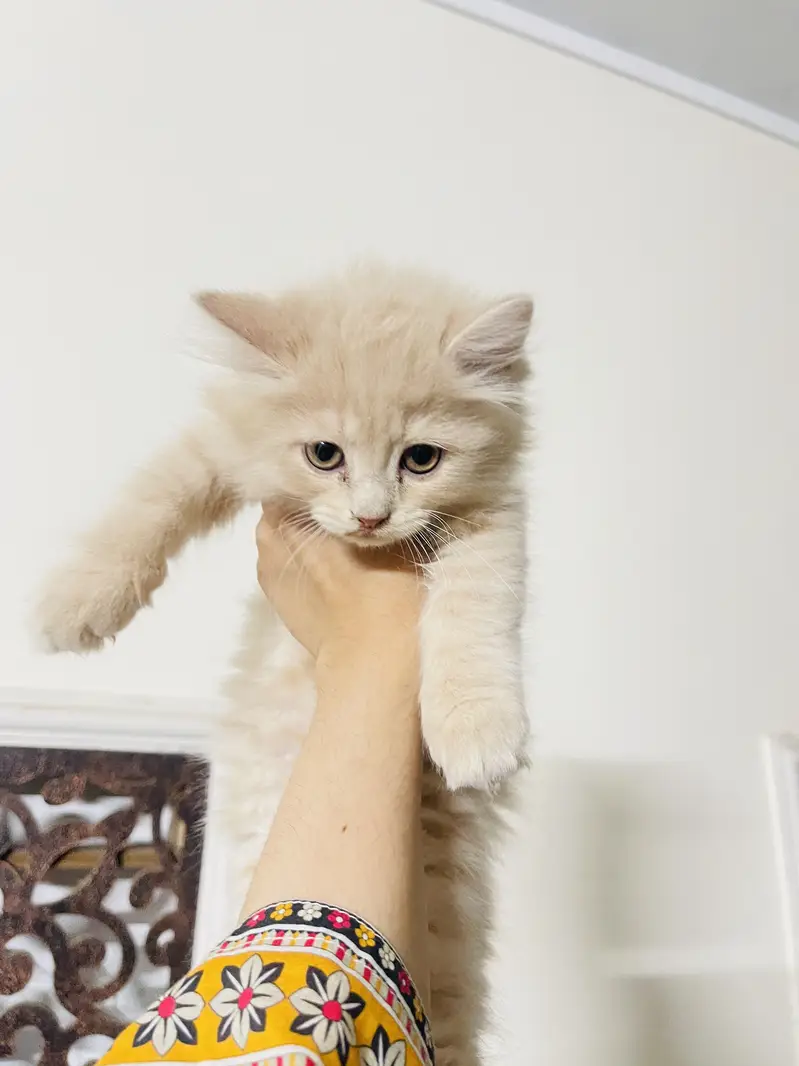 2 months old persian kittens — photo 4