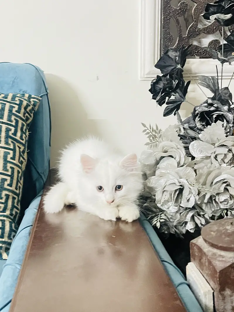 2 months old persian kittens — photo 5
