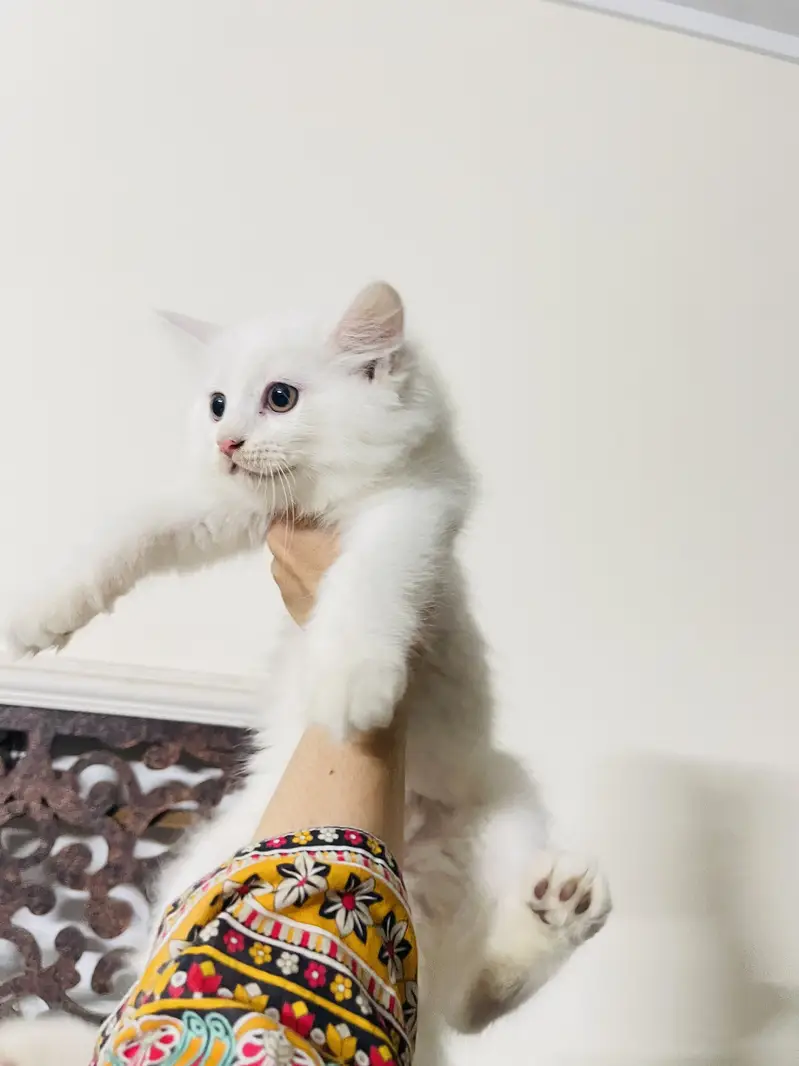 2 months old persian kittens — photo 6