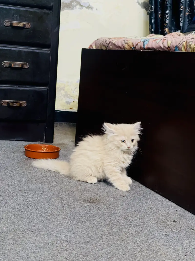 2 months old persian kittens — photo 8