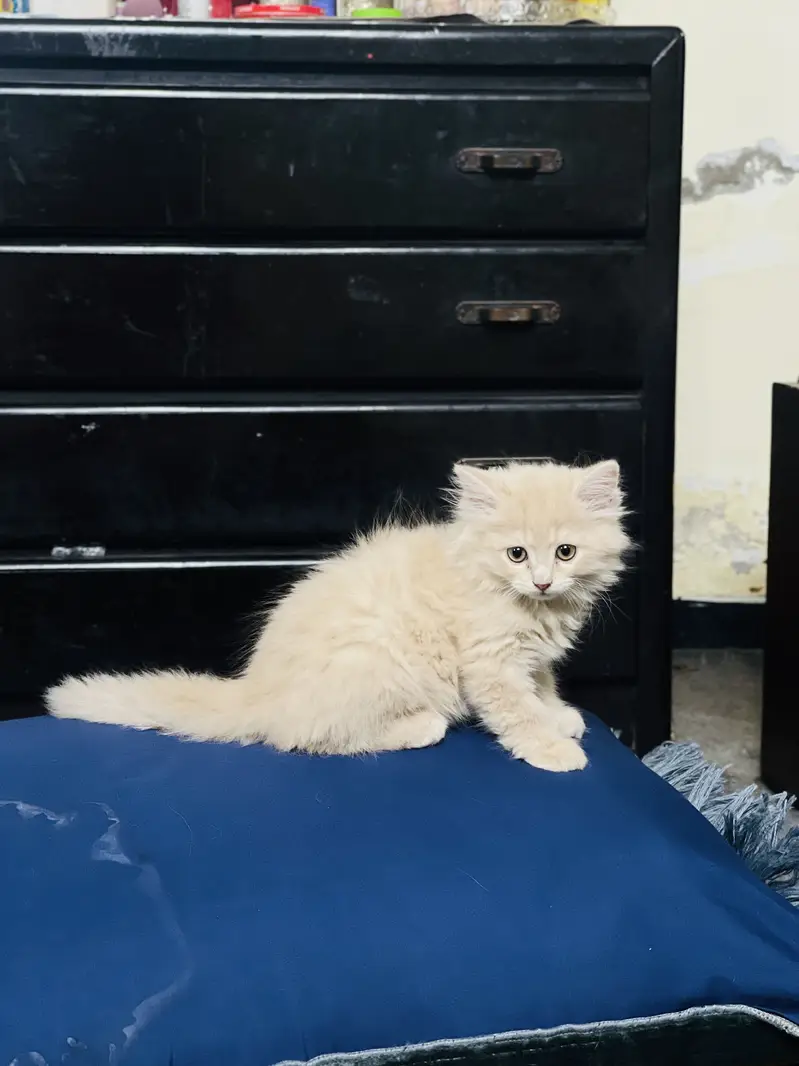 2 months old persian kittens — photo 9