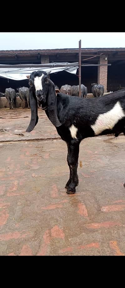 1 dodh wali dondi path or dosra Bakra h 4 month ka (03270903036)