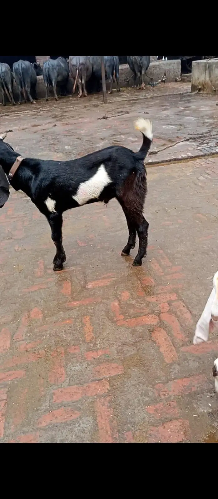 1 dodh wali dondi path or dosra Bakra h 4 month ka (03270903036) — photo 2