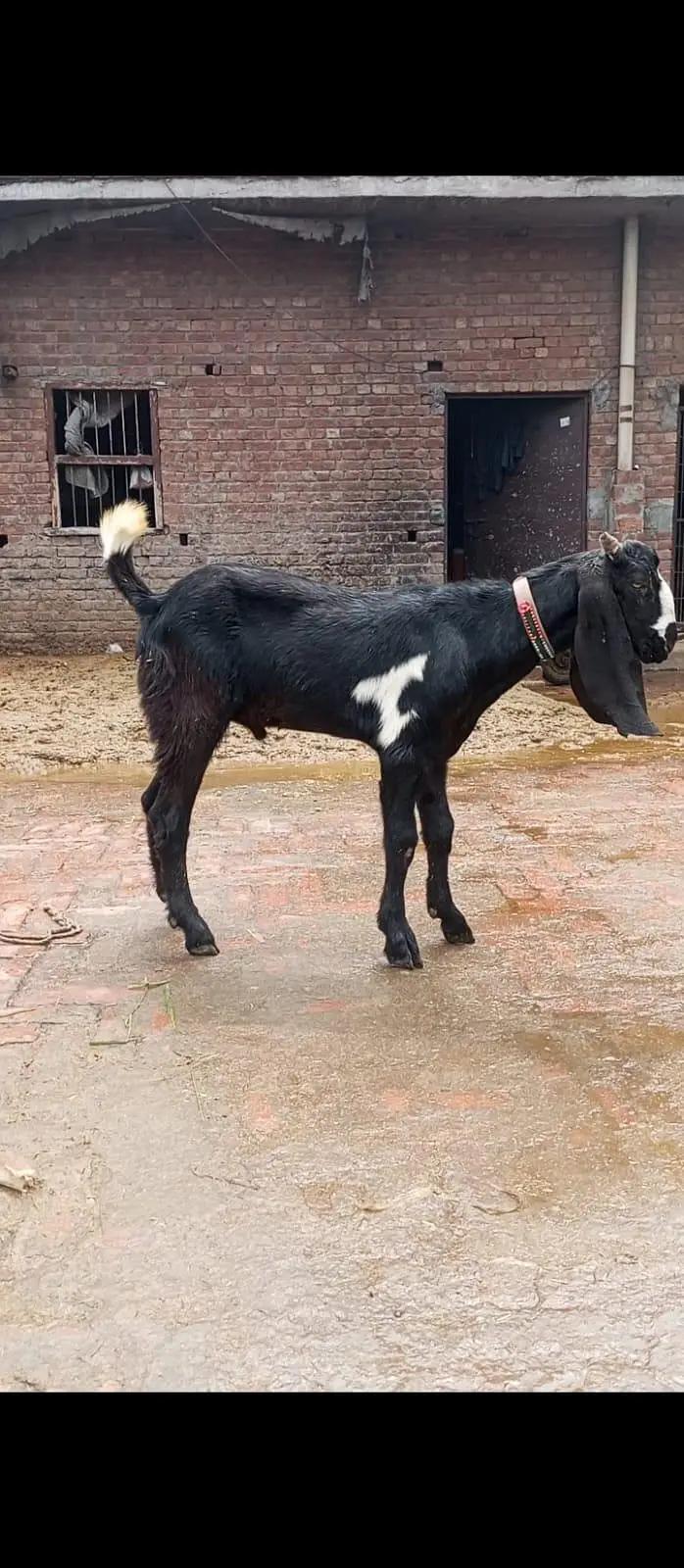 1 dodh wali dondi path or dosra Bakra h 4 month ka (03270903036) — photo 3