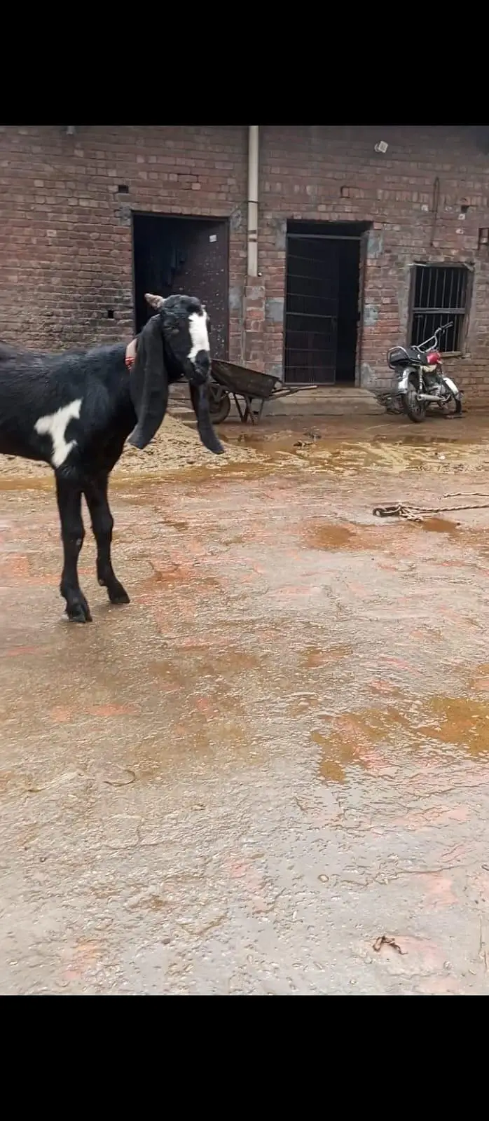 1 dodh wali dondi path or dosra Bakra h 4 month ka (03270903036) — photo 4