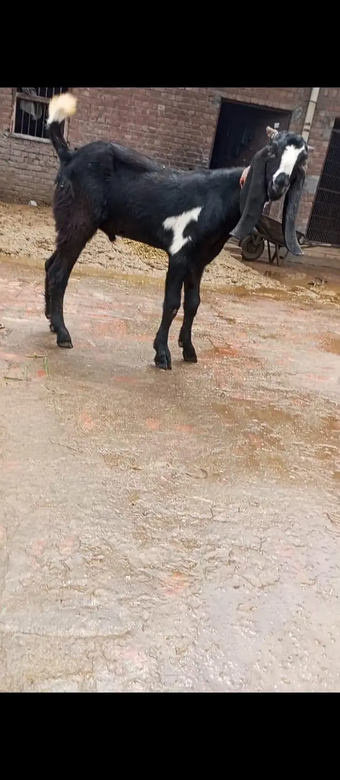 1 dodh wali dondi path or dosra Bakra h 4 month ka (03270903036) — photo 5