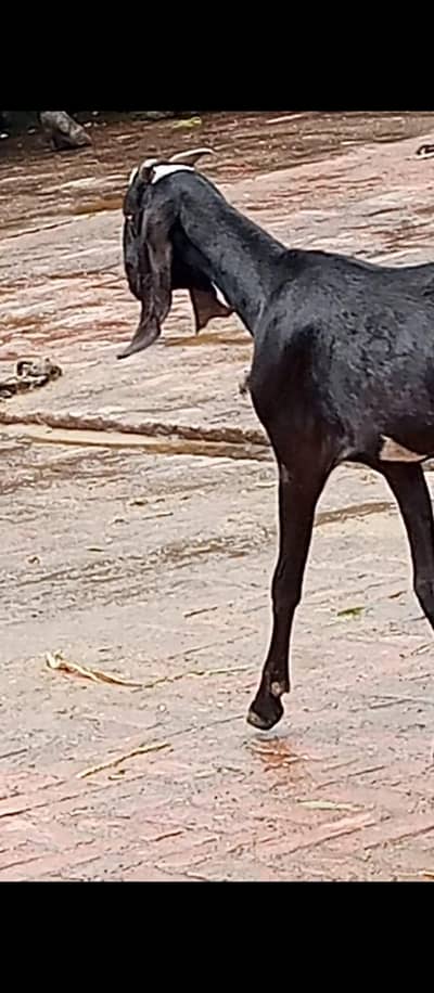 Desi bakri for sale 03270903036)