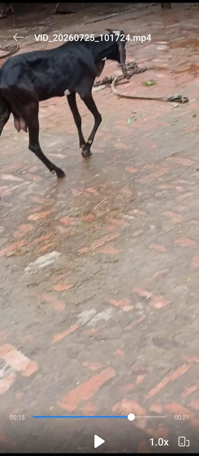 1 dodh wali dondi path or dosra Bakra h 4 month ka (03270903036) — photo 7