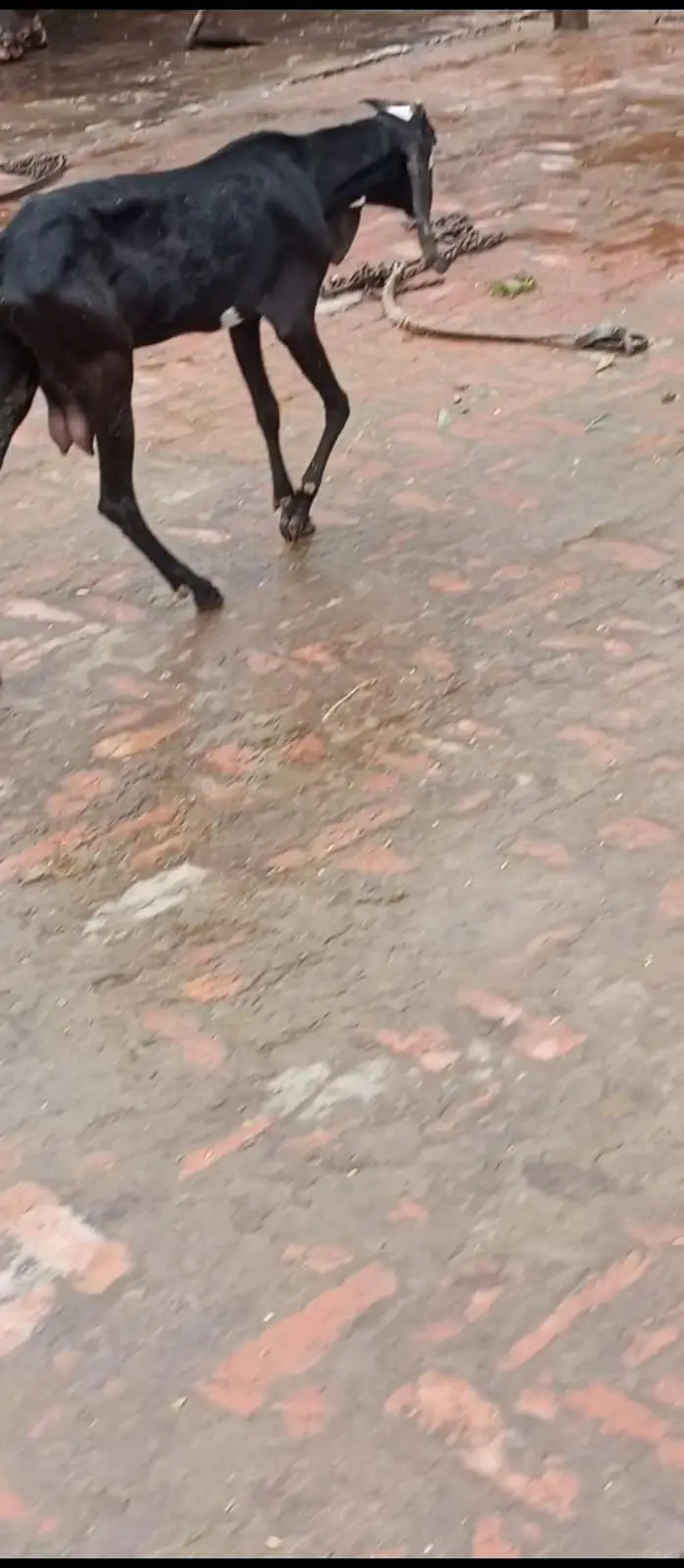 1 dodh wali dondi path or dosra Bakra h 4 month ka (03270903036) — photo 8